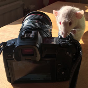 A little mouse standing by a camera