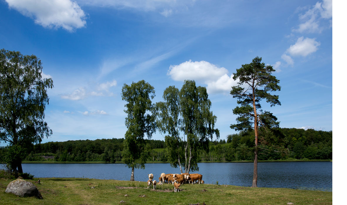 Cows are standing by a lake